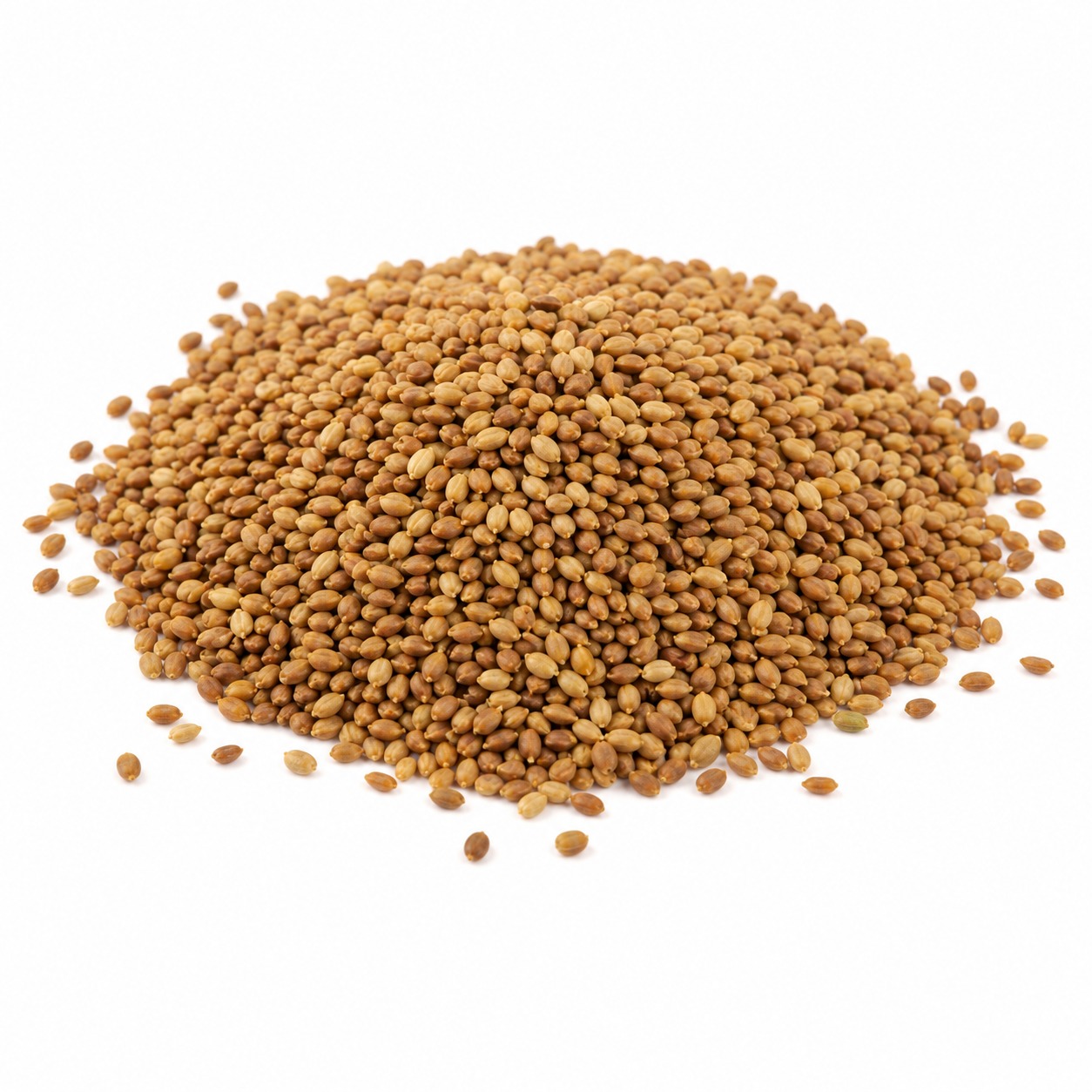Alfalfa seeds for agriculture livestock fodder and sprouting use